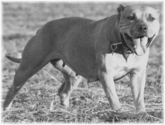 old irish bulldog