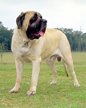 american mastiff breeds