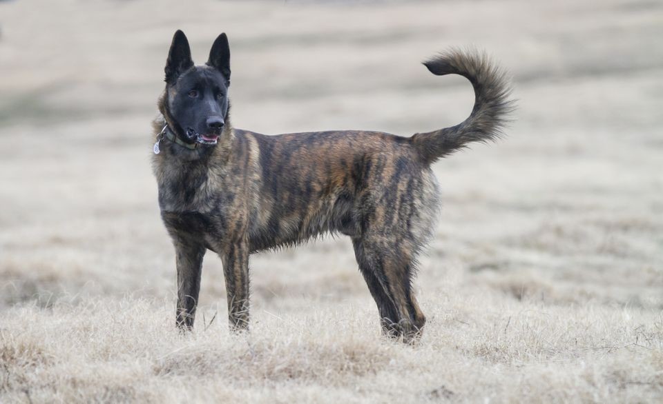 Dutch Shepherd Dog