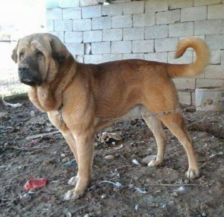 Kurdish Shepherd Dog