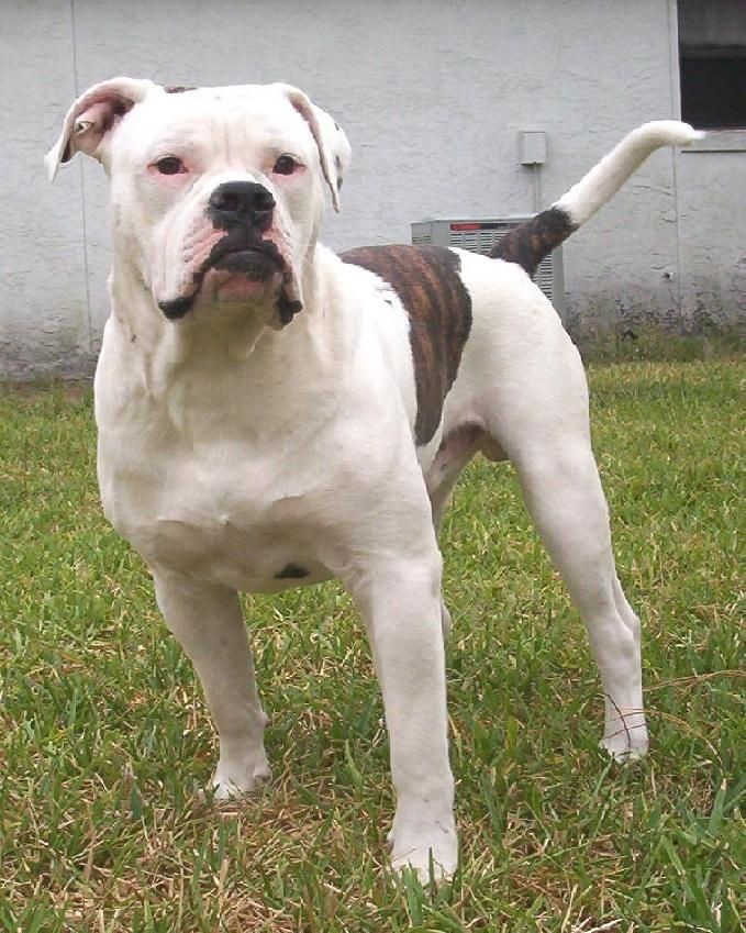 Alapaha Blue Blood Bulldog