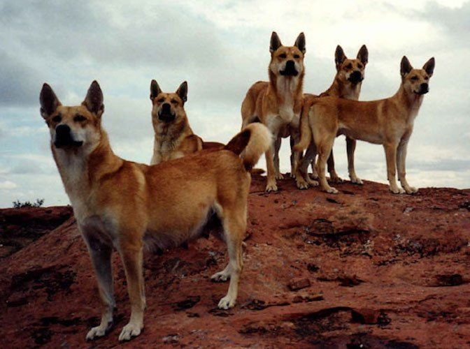 are carolina dog hypoallergenic