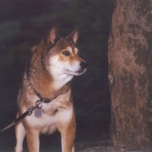 Akinno male Shiba