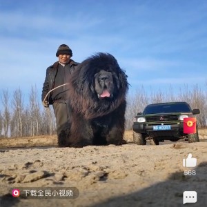 Tibetan Mastiff