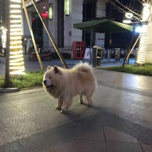 Chow Chow from my city in China