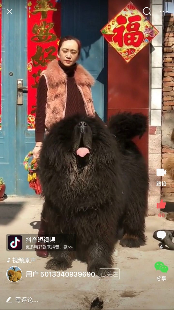 Tibetan Mastiff