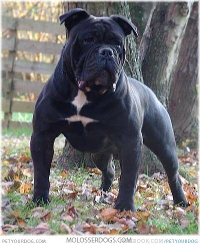 Black Larson Lakeview Bulldogge