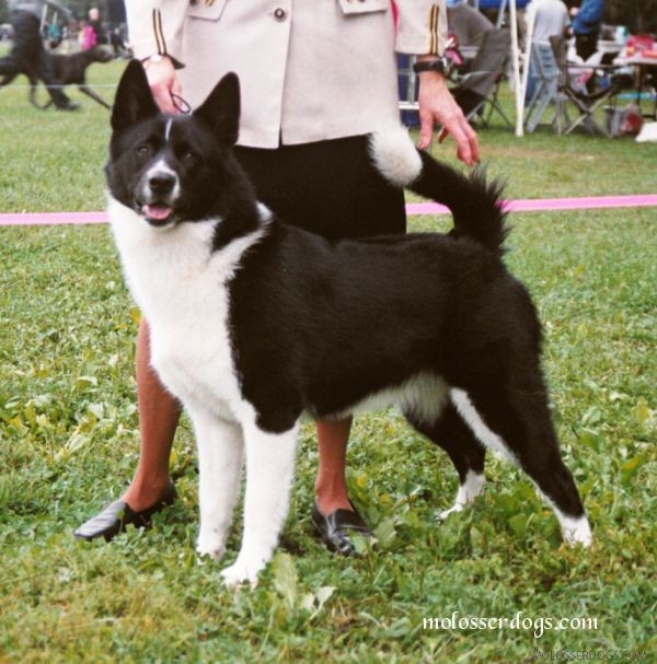 Karelian Bear Dog