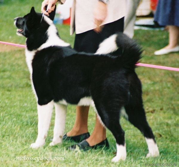 Karelian Bear dog