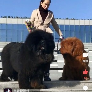 Tibetan Mastiff