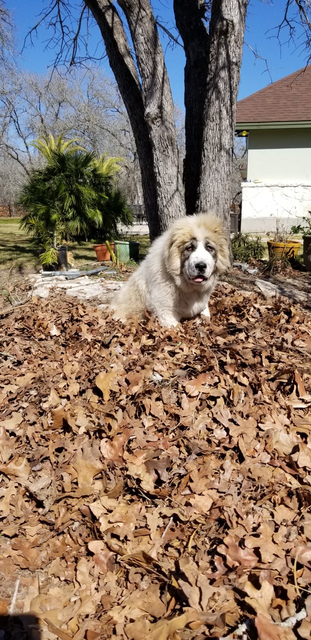 pandora in a pile of leaves