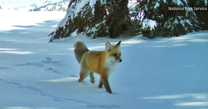 Red Fox Sighted in Yosemite