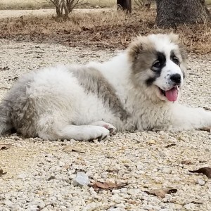 Pandora in Texas 9 Weeks old