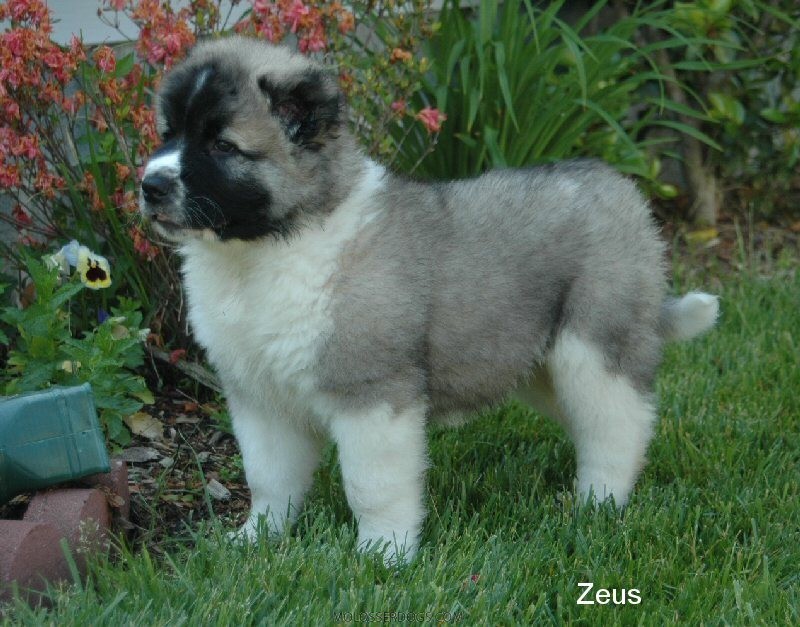 Pup Zeus