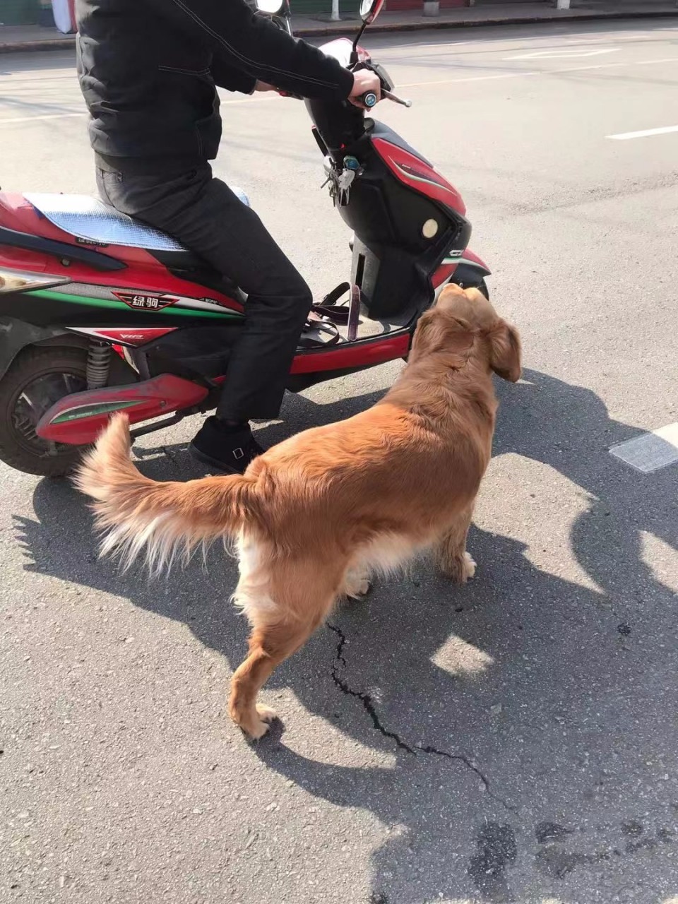 This man go everywhere with his dog - Golden Retriever