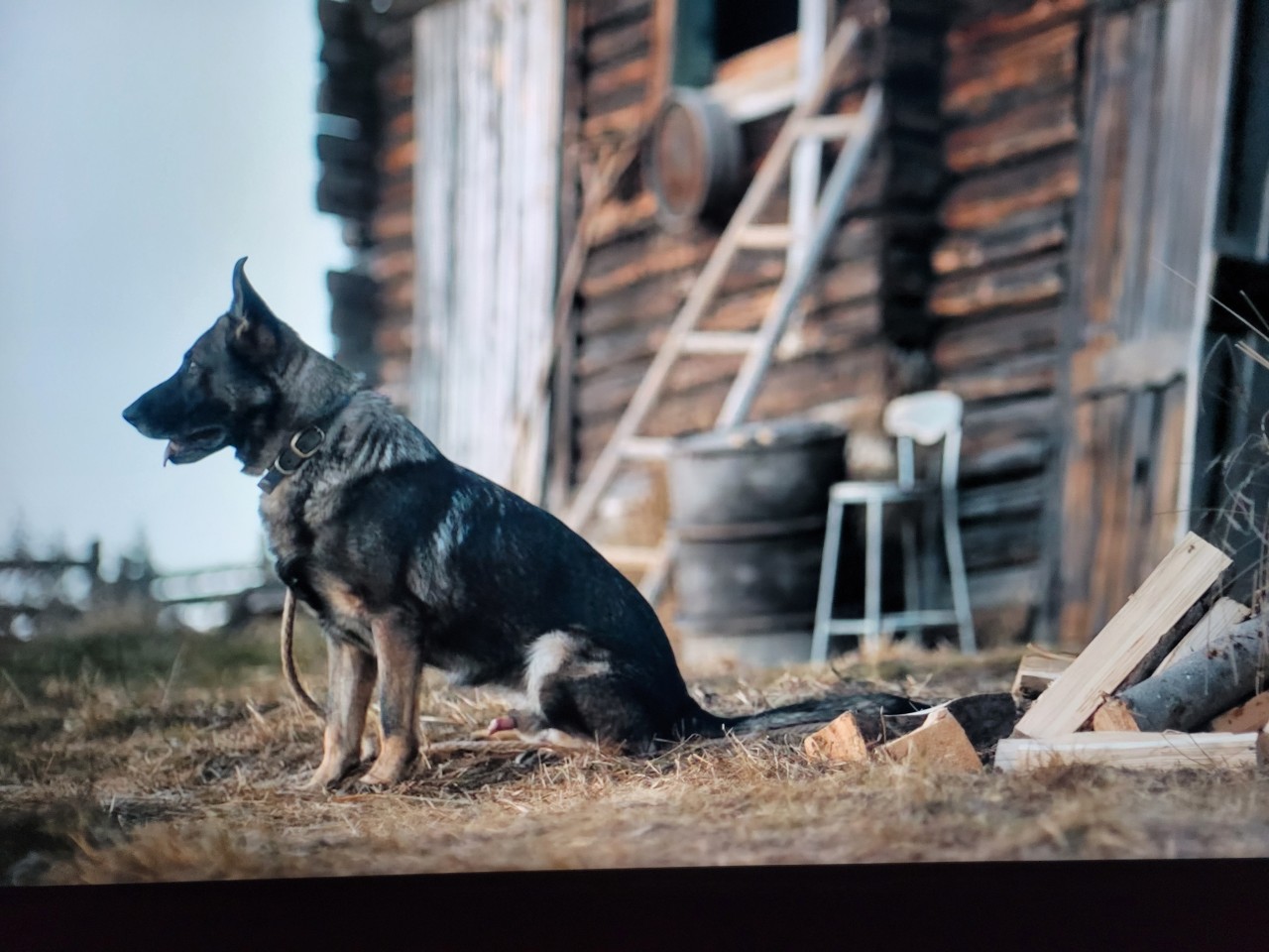 Guess which movie this dog was in.