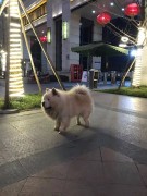 Chow Chow from my city in China