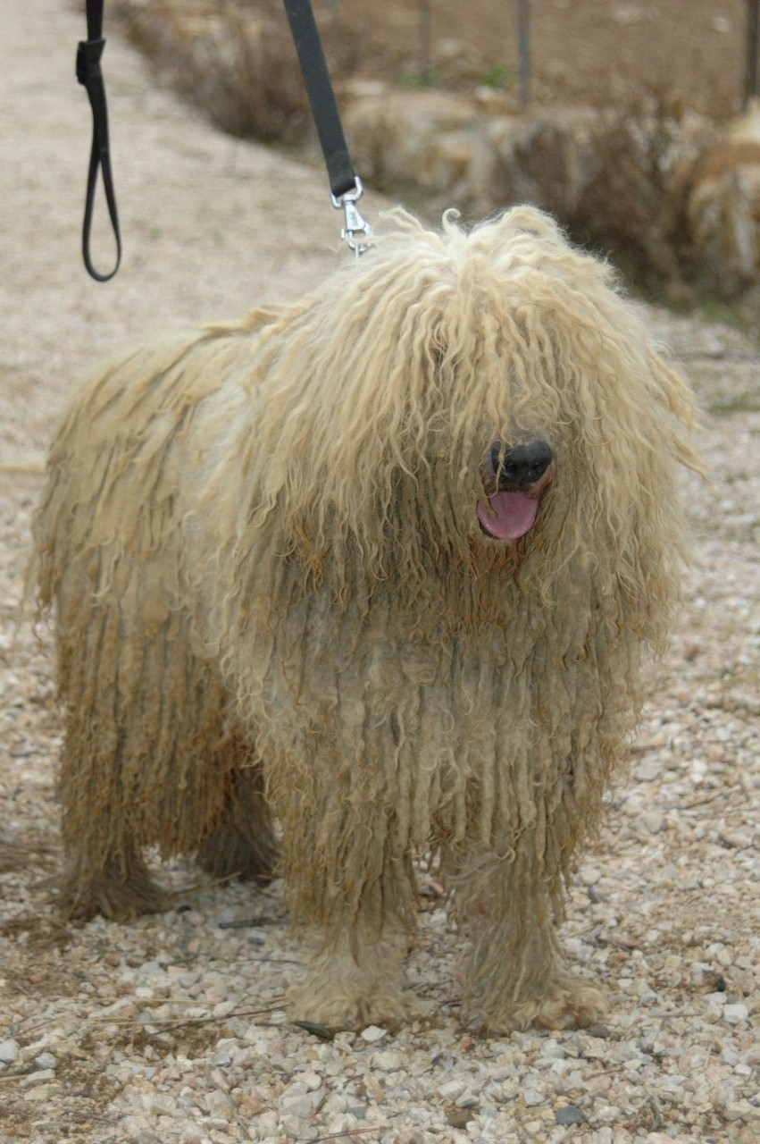 Bergamasco