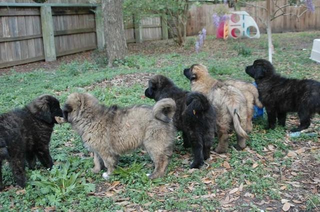 Aussie Litter