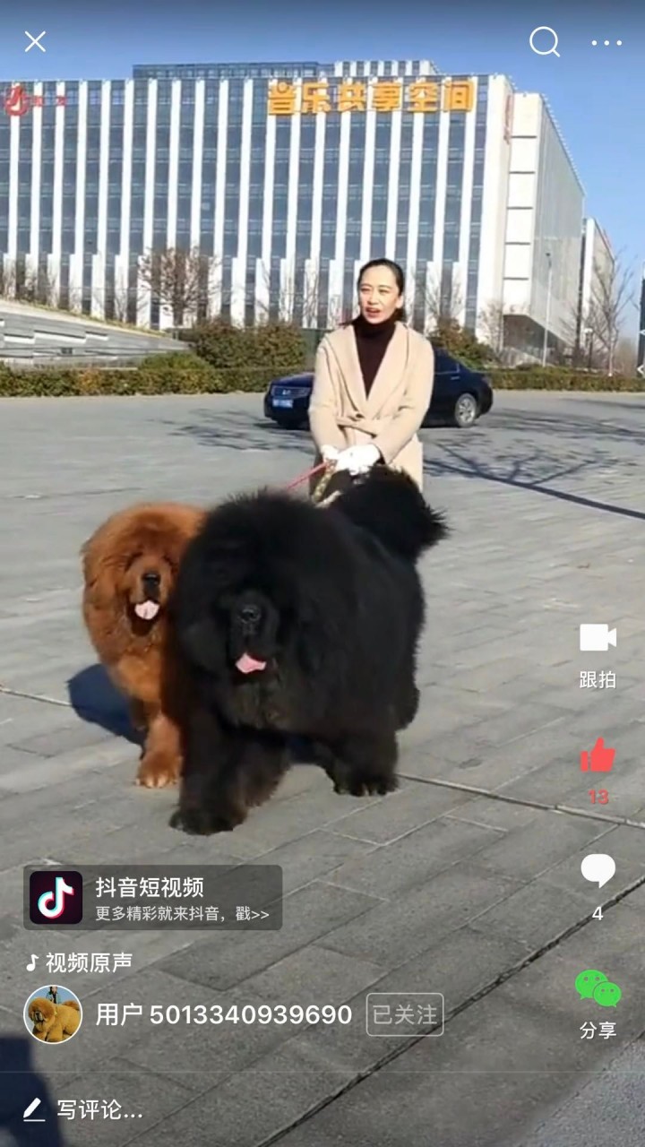 Tibetan Mastiff