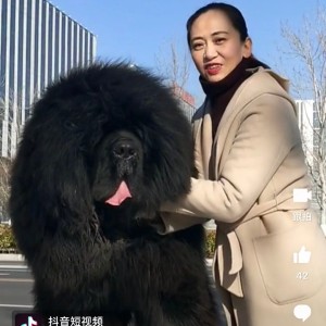 Tibetan Mastiff