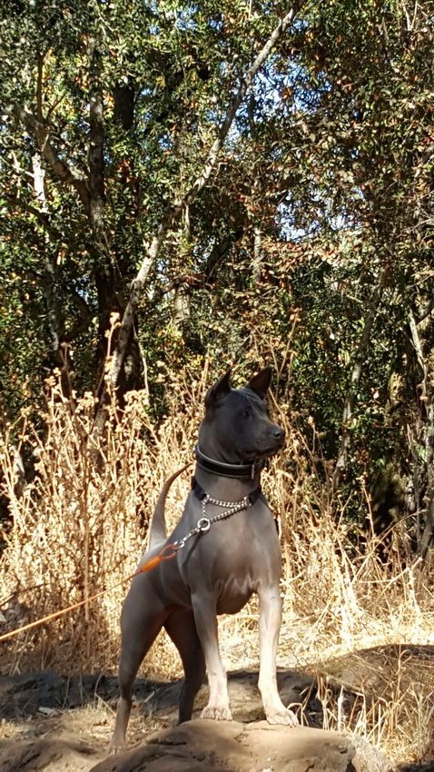 Zin female Thai Ridgeback