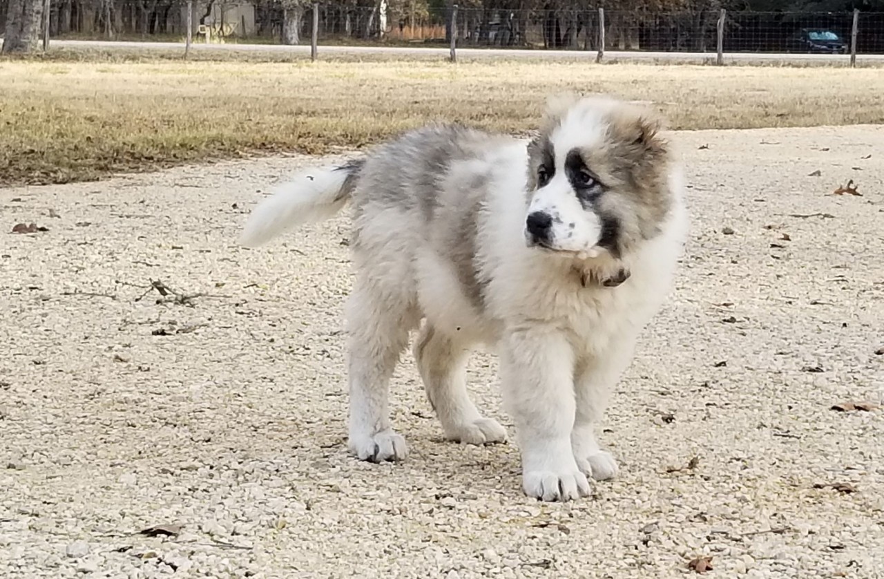 Pandora in Texas 9 Weeks old