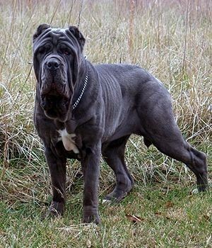 The Neapolitan Mastiff Future