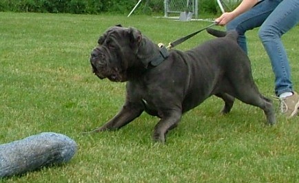 Mastino Templar's Britannia