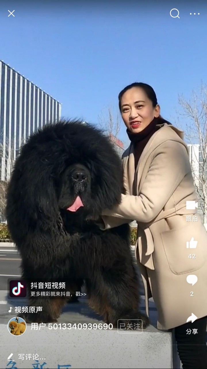 Tibetan Mastiff