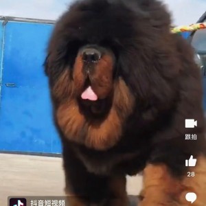 Tibetan Mastiff