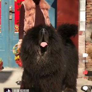 Tibetan Mastiff