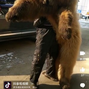 Tibetan Mastiff