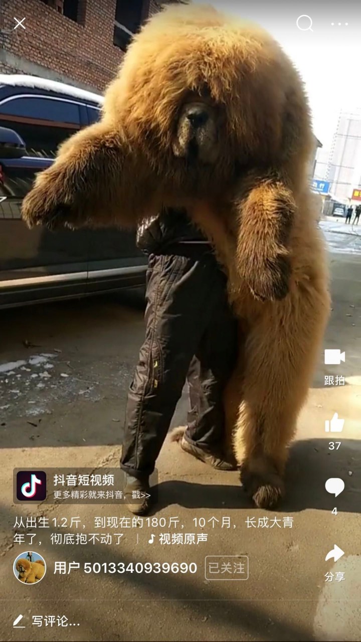 Tibetan Mastiff