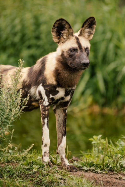 African Wild Dog Photographed by Mikkel Elbech at Ree Park, Denmark, as a visitor of the park