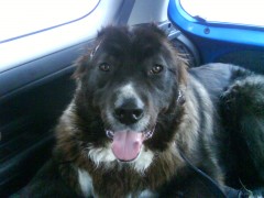 Happy Kodiak in the car