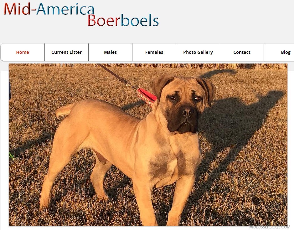 South African Boerboel Puppies for Sale from Mid-America Boerboels