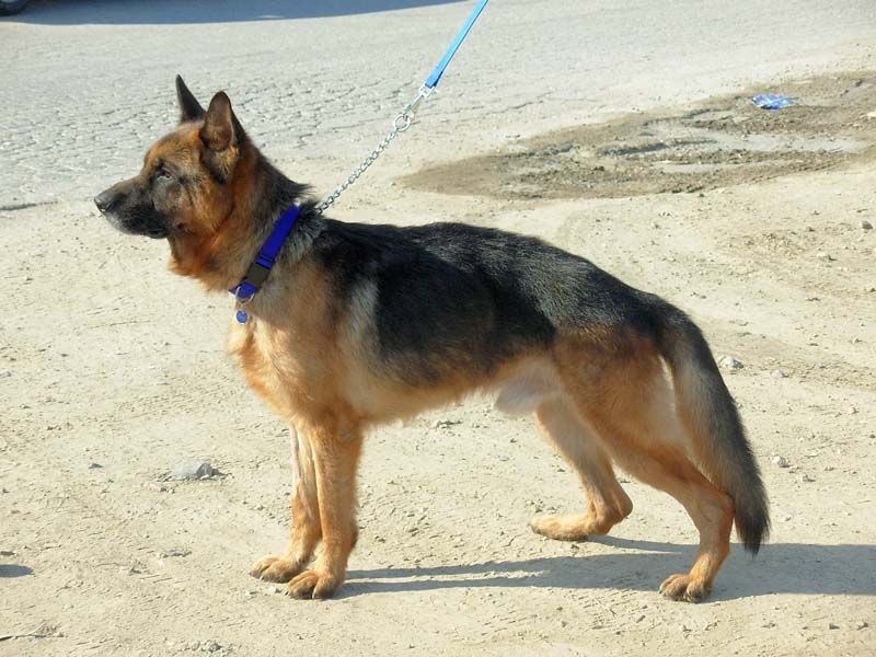 This is an old male my friend and I found in our block. When we found him, he had a microchip tag, so we thought maybe we could find his owner. How naive were we. :) So, we called the pound to pick him up. They kept the dog for some time, neutered him, wh