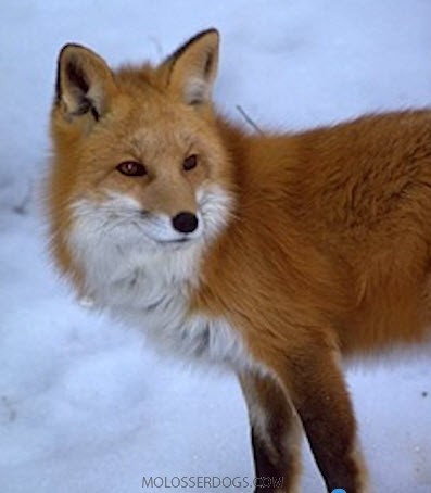 Red Fox Sighted in Yosemite