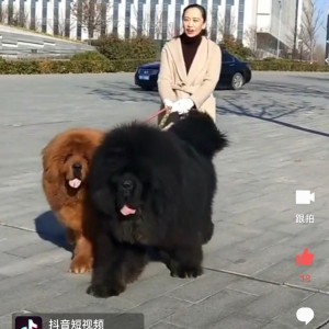 Tibetan Mastiff