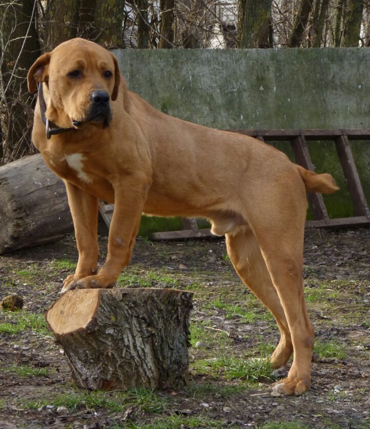 Serbian Defense Dog
