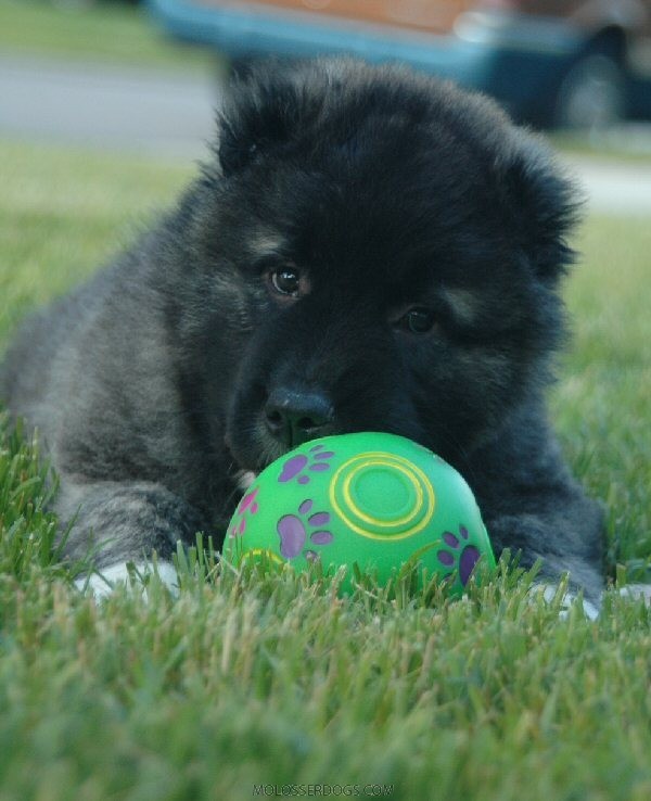 Pup and ball