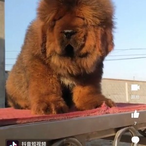 Tibetan Mastiff