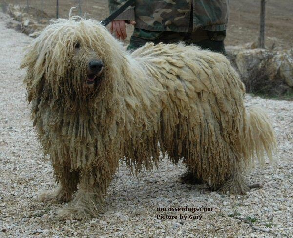 Bergamasco