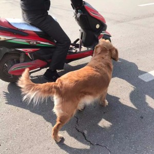 This man go everywhere with his dog - Golden Retriever