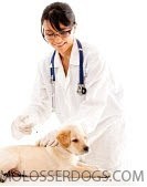 Vaccination Advice