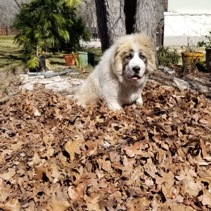 pandora in a pile of leaves