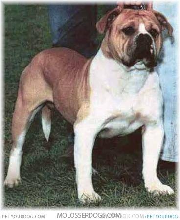 Brown and White Larson Lakeview Bulldogge