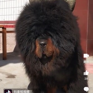 Tibetan Mastiff