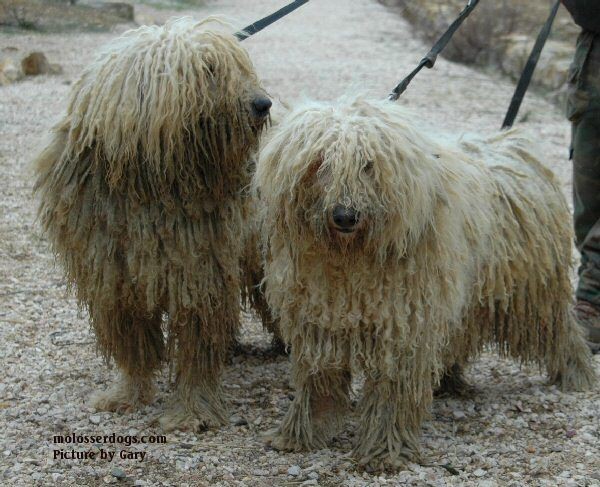 Bergamasco